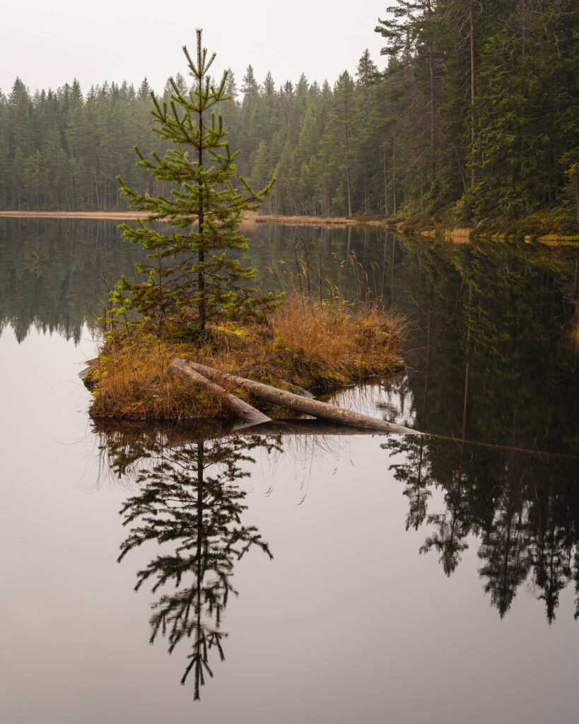 Gran på en liten ö vid Hamptjärn, Grängesberg.