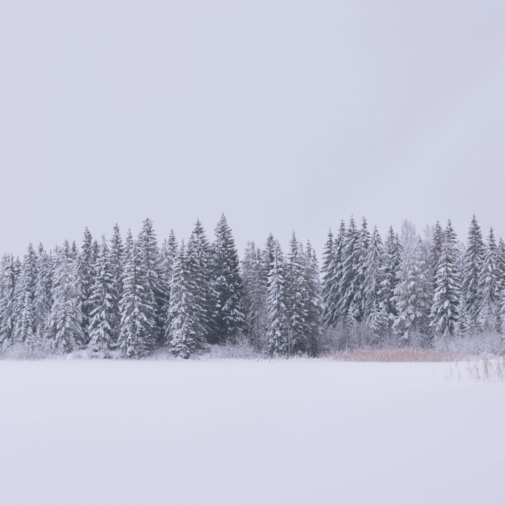 Fint vintrigt skogslandskap. Granar med snö.